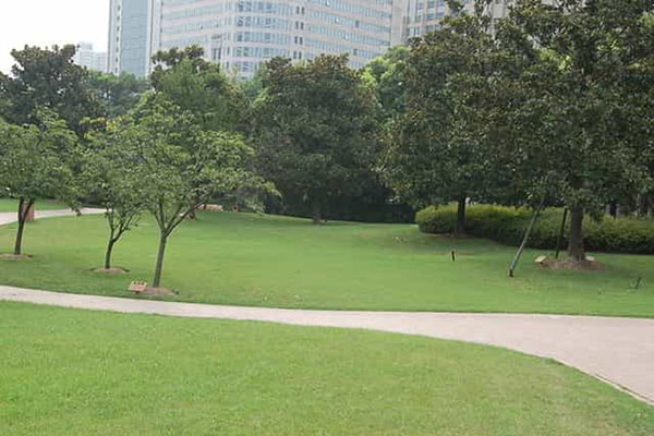 綠化養(yǎng)護(hù)如何成功移植植物？